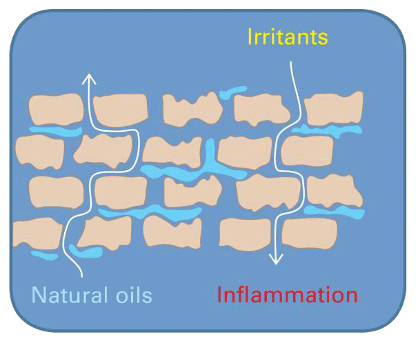 Skin Sensitivity and Menopause and the Decrease in Estrogen 001